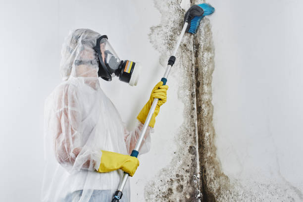 Best Basement Mold Removal in Latrobe, PA