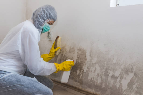 Why You Should Choose Our Mold Remediation Services in Latrobe, PA