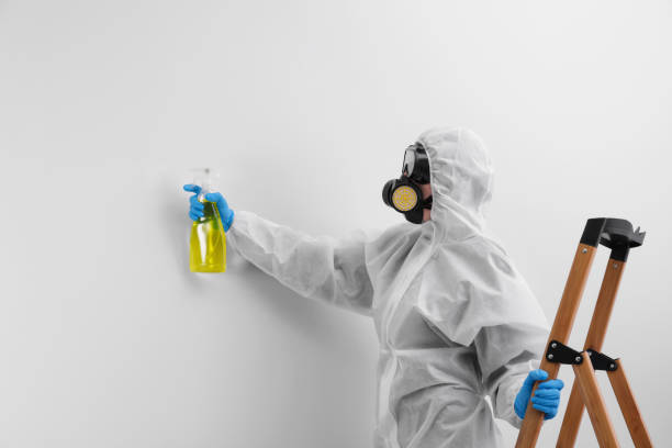 Best Mold Odor Removal Services in Latrobe, PA